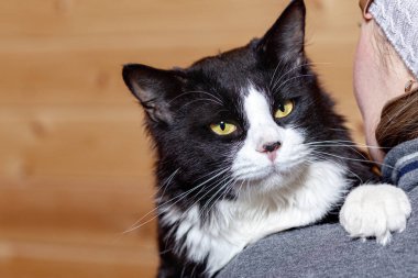Hanımefendinin omzunda parlak sarı gözlü siyah beyaz tüylü kedi..