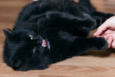 Siyah tüylü bir kedi yerde yatar ve dudaklarını yalar..
