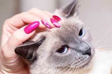 Parlak ojeli bir kadın eli, Tayland kedisinin kafasını okşar..