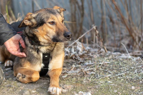 El perro yace en el suelo en un paseo en el día de otoño sobre un fondo de hierba seca . — Foto de Stock