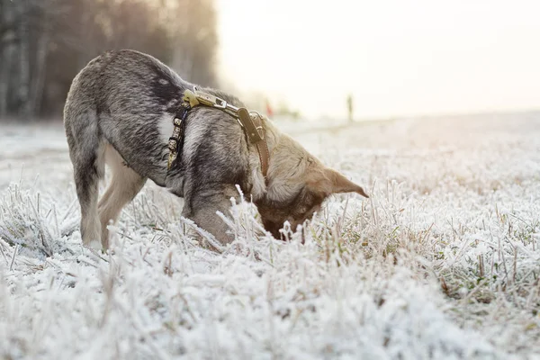 Een hond, een gemengde ras terriër, loopt langs een landweg bedekt met ijzel. — Stockfoto