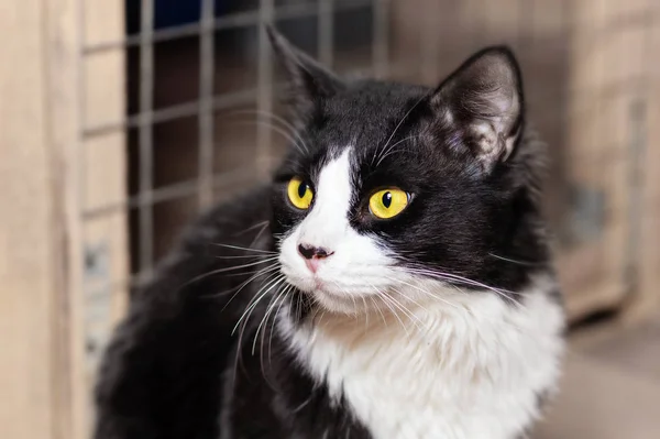 Black and white fluffy cat with bright yellow eyes against the background of the cage in an animal shelter. — Stock Photo, Image