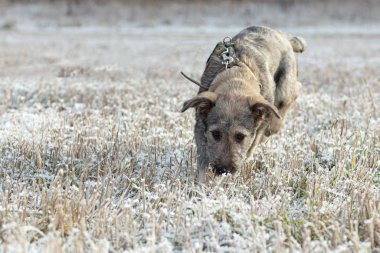 Kırsal kesimde kırağı kaplamış küçük köpek çimenlerde yürüyor.