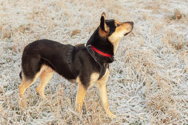 Outbred large dog in a harness is standing on the field in the fall. — Stock Photo, Image