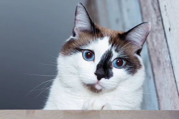 Um gato de neve-shu com olhos azuis inclinou a cabeça e olha pensativo . — Fotografia de Stock