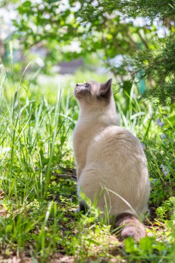 Bir kedi yeşil çimlerin üzerinde bir çalılığın altında oturur.
