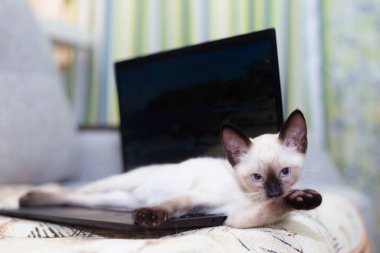 Kedi yavrusu açık bir dizüstü bilgisayarın klavyesinde yatar ve dilini ön ayaktan yıkar..