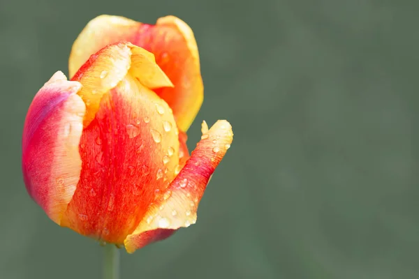 Tulipa laranja com listras vermelhas, copyspace direito — Fotografia de Stock