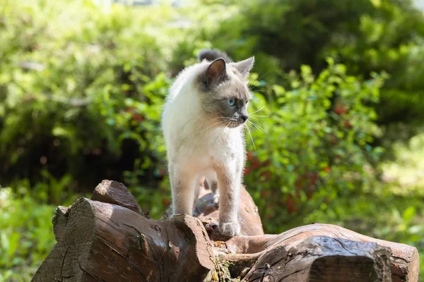 Το γατάκι στέκεται σε ένα διακοσμητικό κούτσουρο στον κήπο ενός εξοχικού σπιτιού. — Φωτογραφία Αρχείου