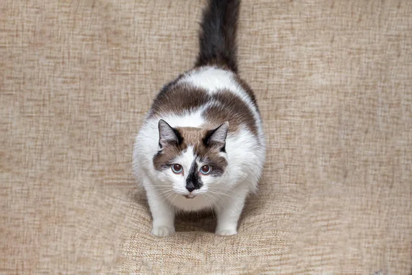 Eine sehr dicke Schneeschuhkatze auf der Couch. — Stockfoto