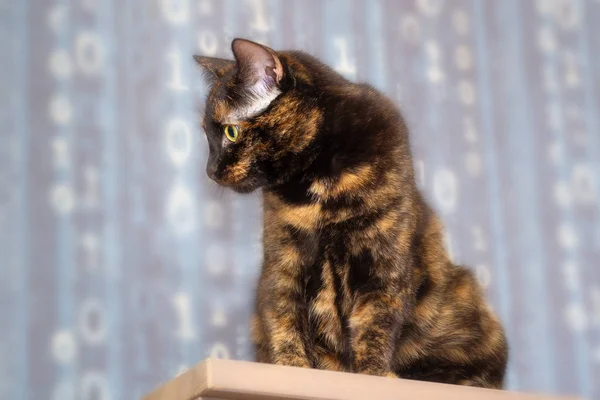 De schildpad kat zit op een plank en likt. — Stockfoto