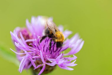 Meadow Cornflower, Bombus lapidarius, bir çiçeğin üzerinde oturan kırmızı kuyruklu yaban arısı.