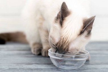 Kedi yavrusu cam bir kaseden süt kalıntılarını yalıyor..