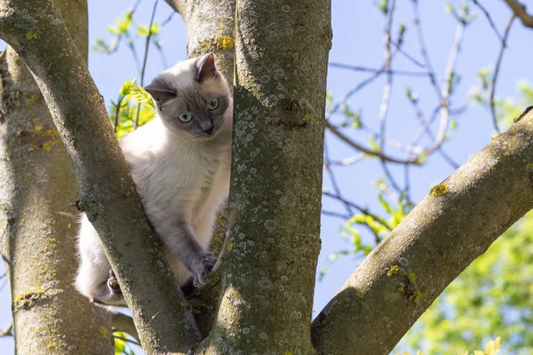 Die Hauskatze kletterte im Frühling hoch auf einen Baum. — Stockfoto