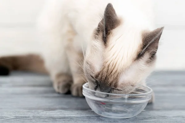 Kedi yavrusu cam bir kaseden süt kalıntılarını yalıyor..