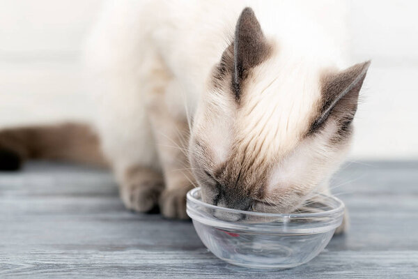The kitten licks the remnants of milk from a glass bowl.