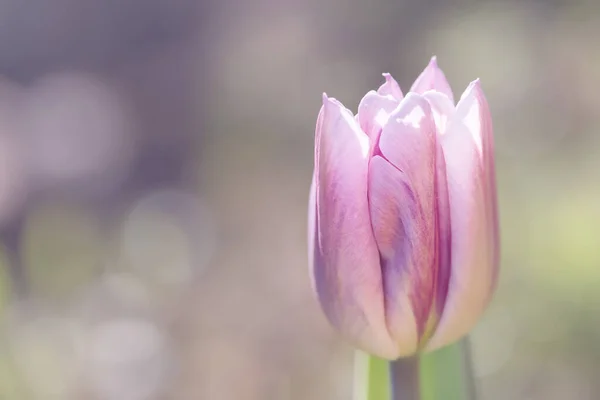 Gentil mauve tulipa azul fundo, copyspace esquerda — Fotografia de Stock