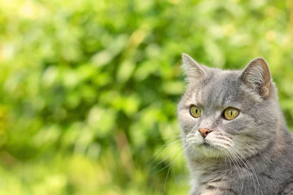 Das Gesicht der grauen Katze auf einem verschwommenen Hintergrund aus grünem Laub — Stockfoto