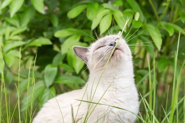 Eine weiße Katze frisst im Sommer einen Grashalm im Garten. — Stockfoto