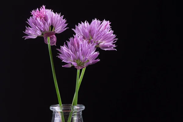 Tre fiori di scalogno viola isolati su sfondo nero — Foto Stock