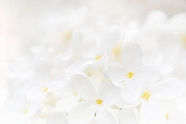 Natural background of white lilac flowers close-up. — Stock Photo, Image
