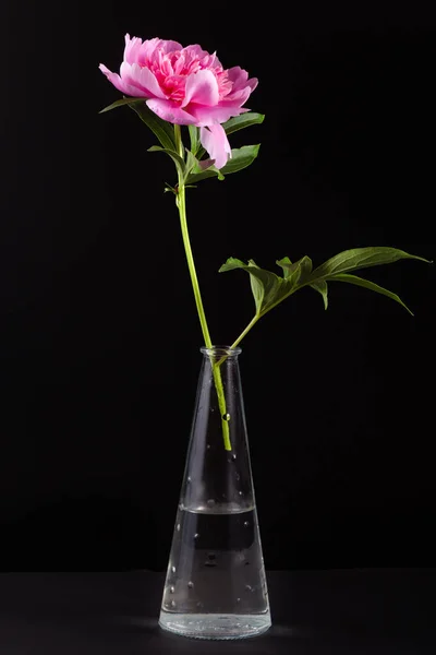 A flor da peônia rosa em um vaso transparente de vidro . — Fotografia de Stock