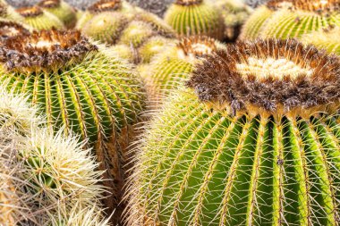 İspanya 'da bir bahçeye Echinocactus grusonii kaktüsü ekiyorum..