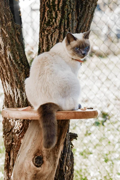 A Thai cat in a collar sits in the garden in the summer at the trunk of a tree on a garden table. — ストック写真