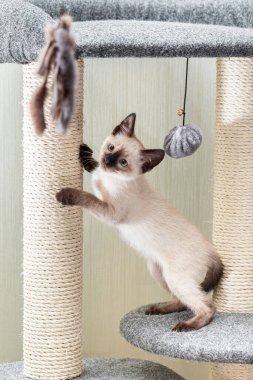 Kedi yavrusu oyun kompleksinde ipte bir topla oynar..