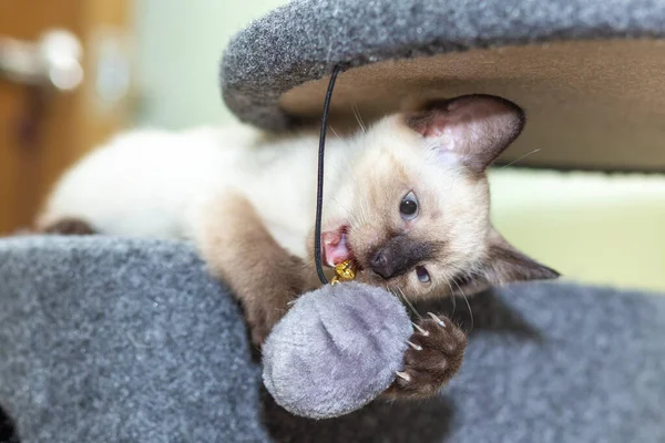 Kitten plays with a ball on a rope on the game complex.