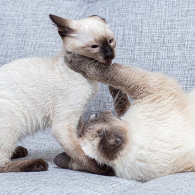 Two Thai cats play with each other on the couch.