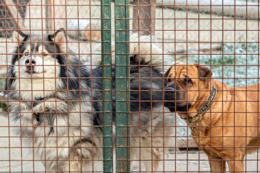 Dogs of different breeds behind the lattice in the animal shelter.