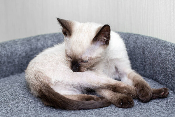 Маленький белый тайский котенок лижет его бок
