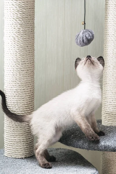 Kedi yavrusu oyun kompleksinde ipte bir topla oynar..