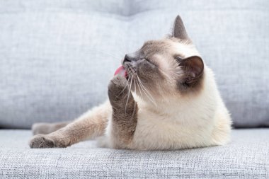 Taylandlı beyaz kedi kanepede yatıyor ve ön pençesiyle yıkanıyor..