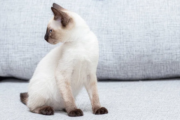 작은 회색 소파에 앉아 있는 타이 새끼 고양이. — 스톡 사진