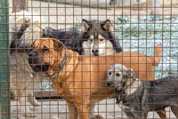 Perros de diferentes razas detrás de la celosía en el refugio de animales . — Foto de Stock