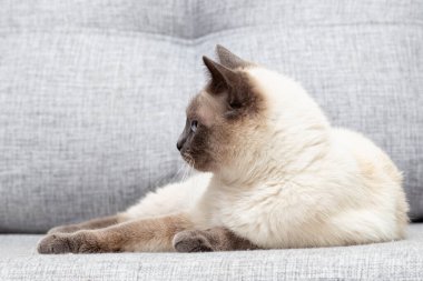 Tayland kedisi kanepede yatar ve kafasını çevirir.