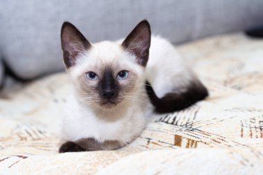 Taylandlı bir kedi evdeki kanepede uyuyor..