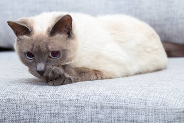 The cat is lying on the couch and looking in front of it.