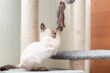 Kedi yavrusu oyun kompleksinde ipte bir topla oynar..