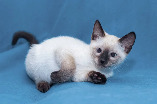 발 옆에 있는 귀여운 흰 타이 새끼 고양이. — 스톡 사진