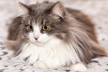Uzun paltolu, tüylü, yalancı bir kedi portresi..