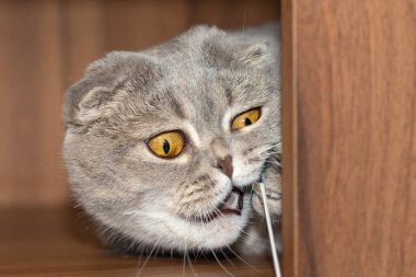 Kurnaz kötü kedi köşeyi dönünce ipliği yakaladı..