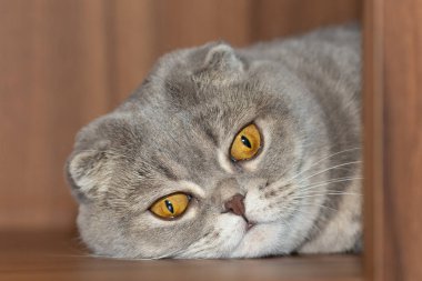 İskoç kedisi kafasını yere koydu ve üzgündü.