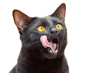 Kara kedi ağzını açtı ve dilini yaladı..