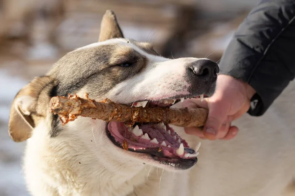 A large dog gnaws a stick in the owners hand.