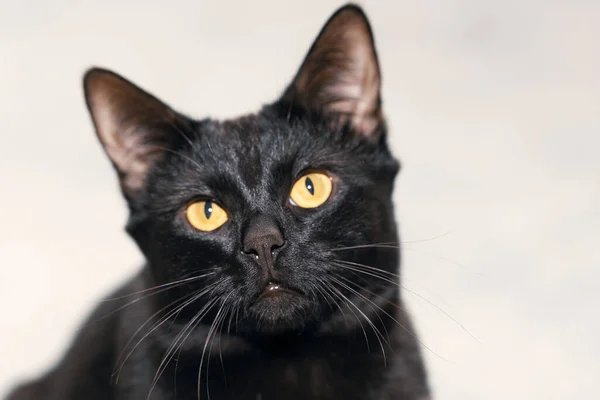 Portrait of a black well-groomed cat with yellow eyes — Stock Photo, Image