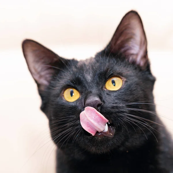 Portrait of a well-groomed black cat that licks. — Stock Photo, Image