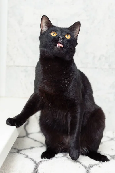 The black cat sits by the window and looks up, sticking out his tongue — Stock Photo, Image